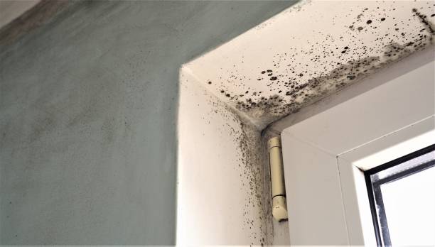 Best Basement Mold Removal  in Show Low, AZ