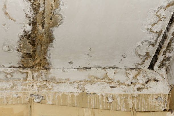 Best Mold Documentation for Insurance Claims  in Show Low, AZ