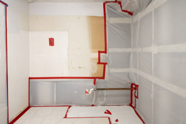 Best Basement Mold Removal  in Show Low, AZ
