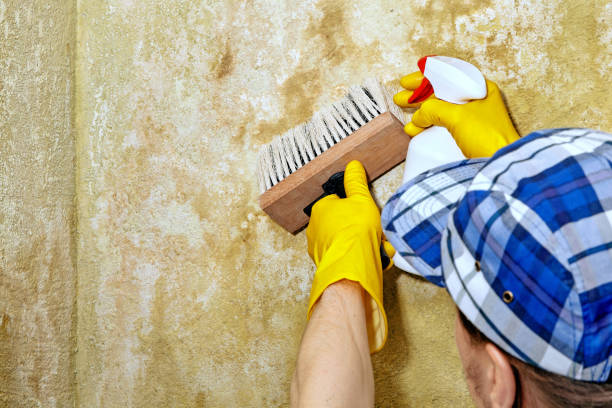 Mold Odor Removal Services in Show Low, AZ