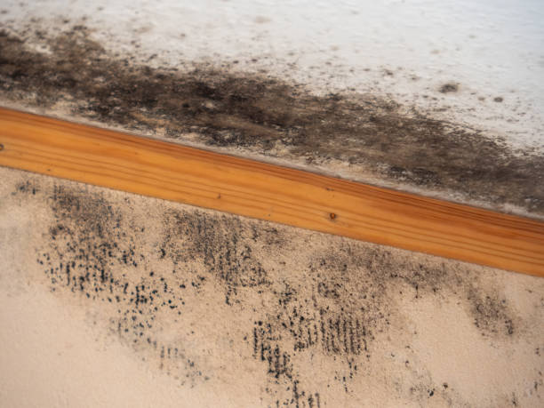 Best Asbestos and Lead Testing During Mold Inspection  in Show Low, AZ