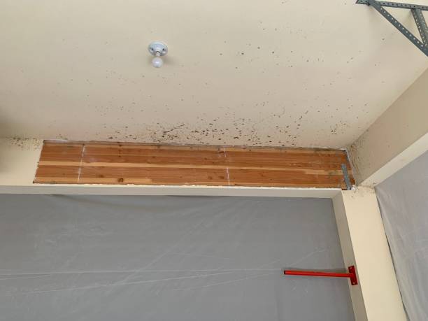 Best Comprehensive Air Testing for Mold Contaminants  in Show Low, AZ